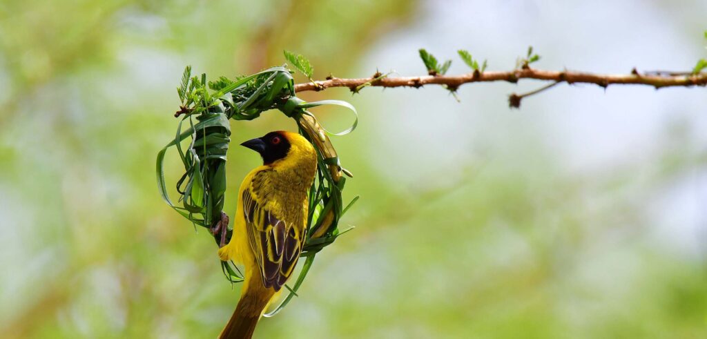 weaver-lazy-lion-safaris-tanzania