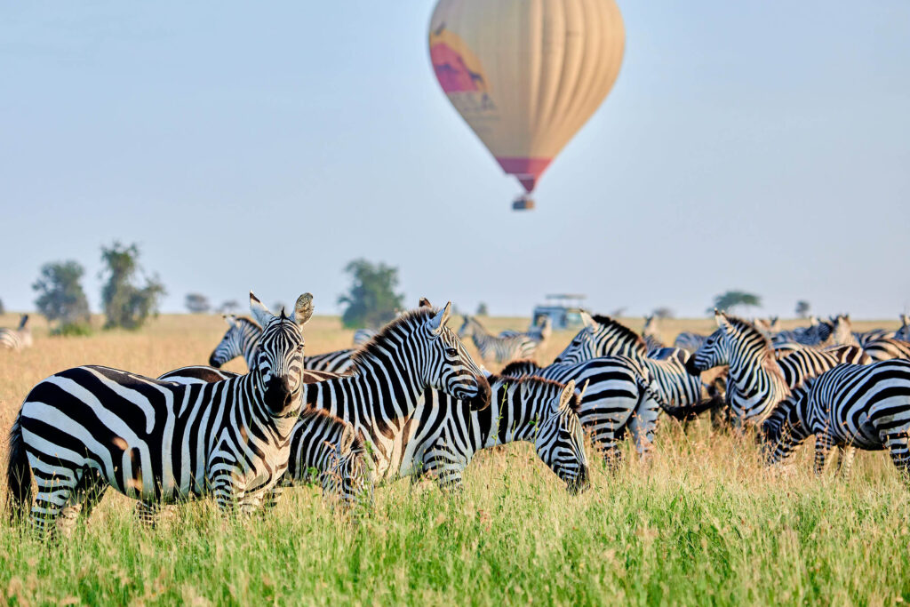 Zebra's en luchtballon in Serengeti NP, Tanzania met LAZY LION SAFARIS