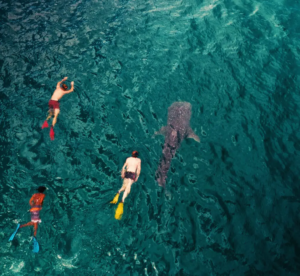 BASECAMP_MAFIA_ISLAND_Diving