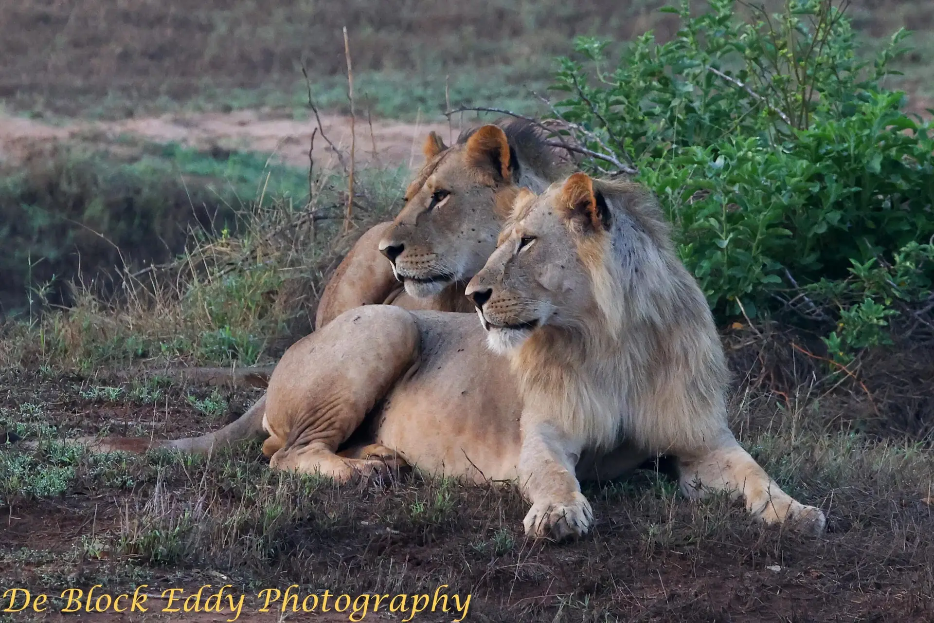 Leeuwen in Tsavo East, Kenia met LAZY LION SAFARIS