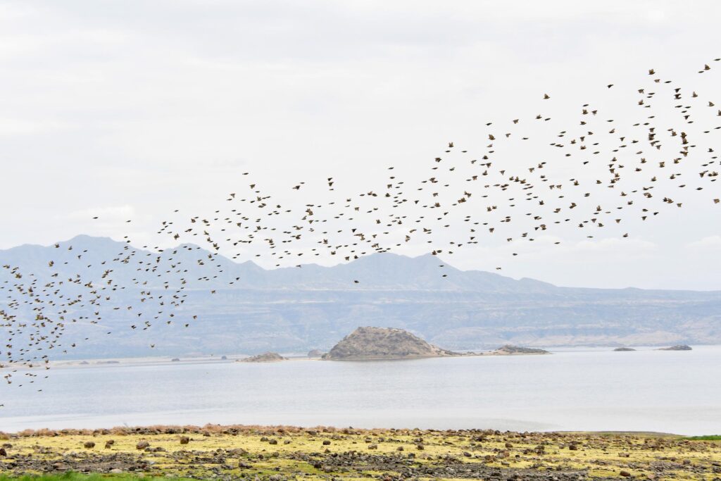 Vogels bij Lake Natron in Tanzania met LAZY LION SAFARIS