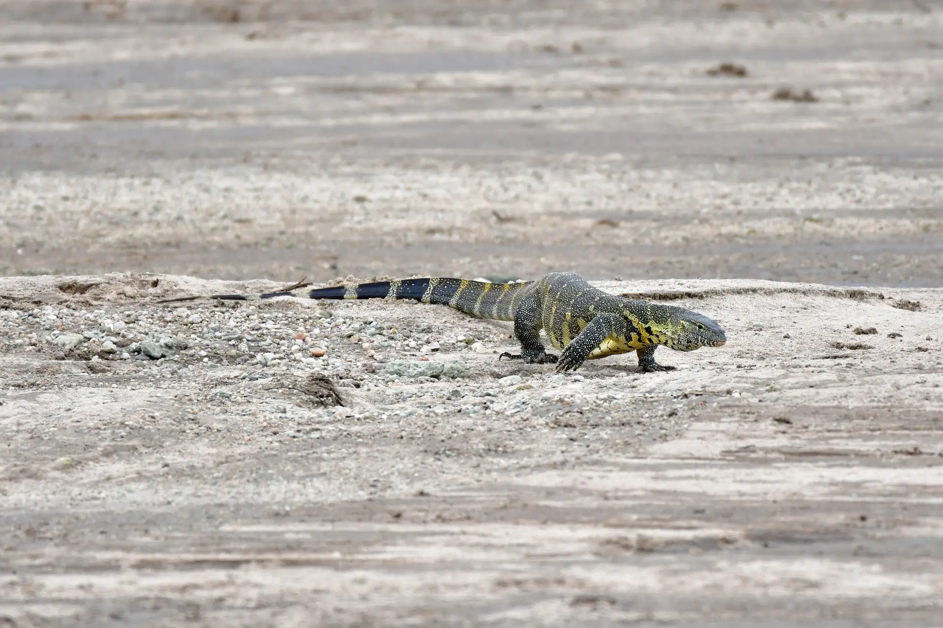 Nijl varaan in Tarangire NP, Tanzania met LAZY LION SAFARIS