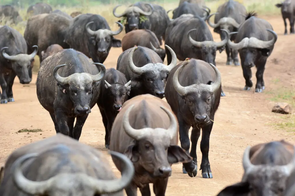 Kaapse buffels in Nairobi NP, Kenia met LAZY LION SAFARIS