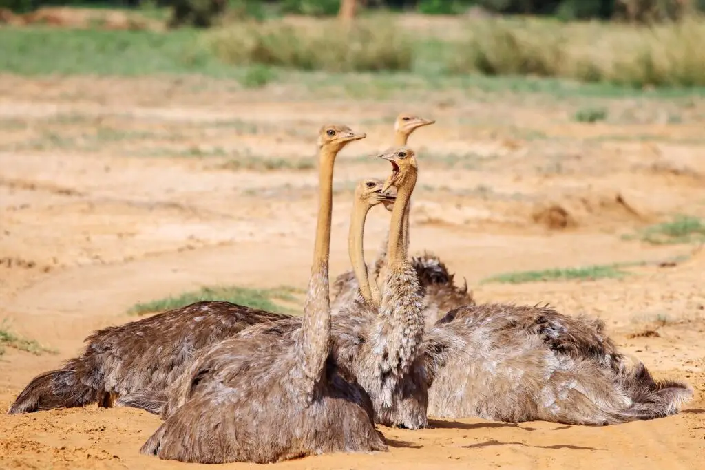 Struisvogels in Samburu NR, Kenia tijdens game drive met LAZY LION SAFARIS