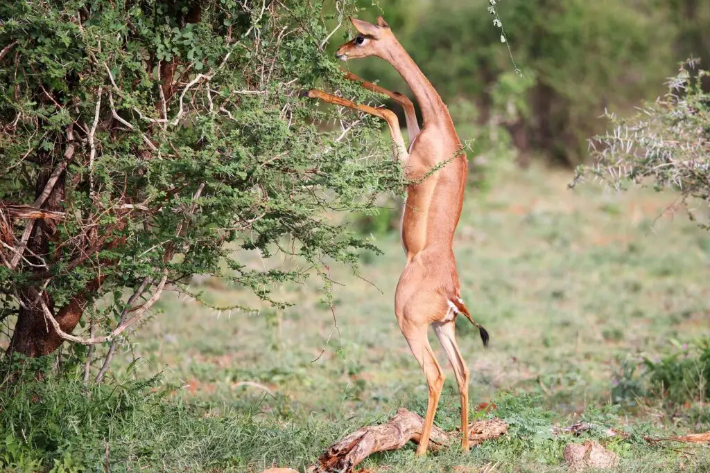 gerenuk-samburu-kenya-lazy-lion-safaris-tanzania