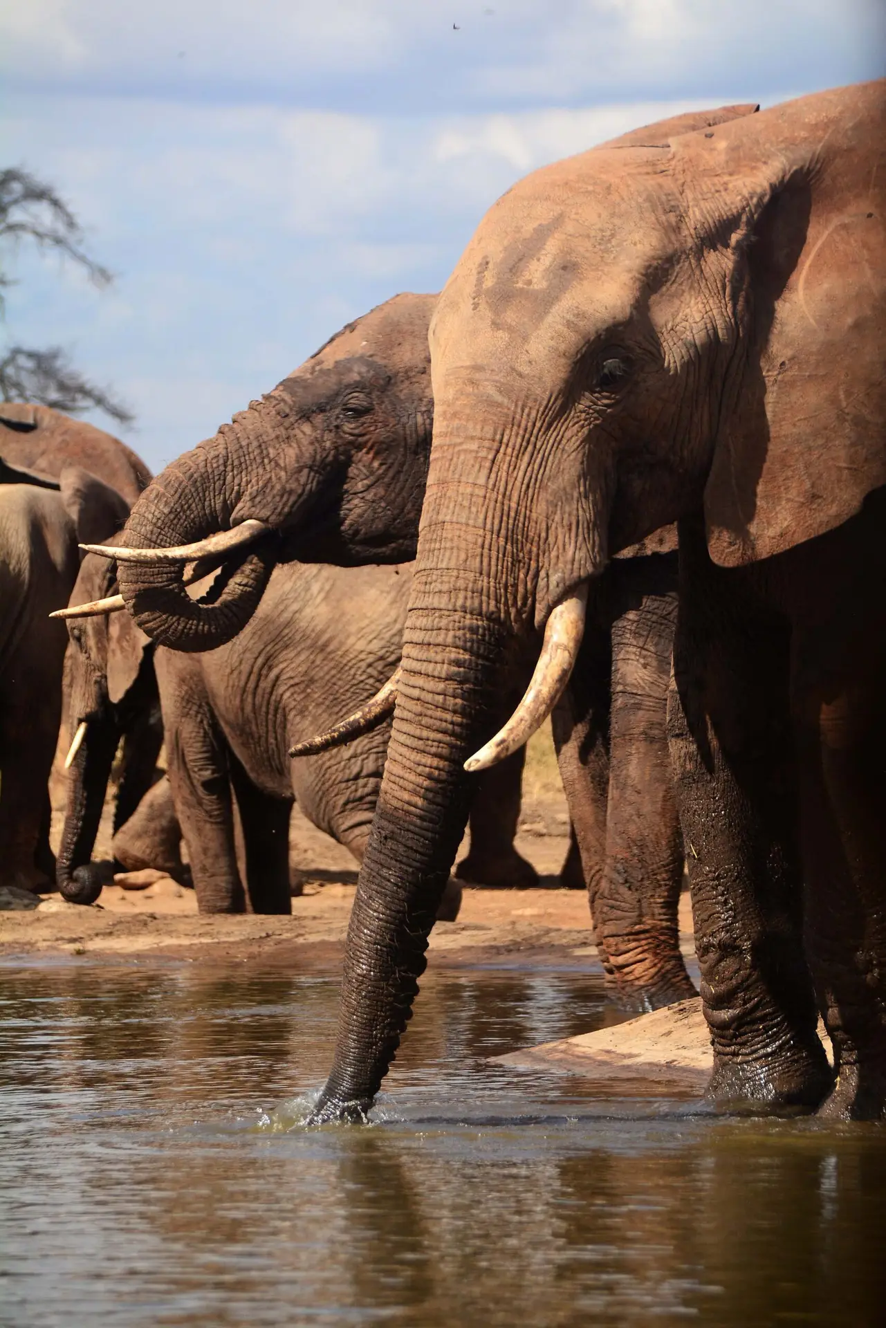 Tsavo in Kenia met LAZY LION SAFARIS