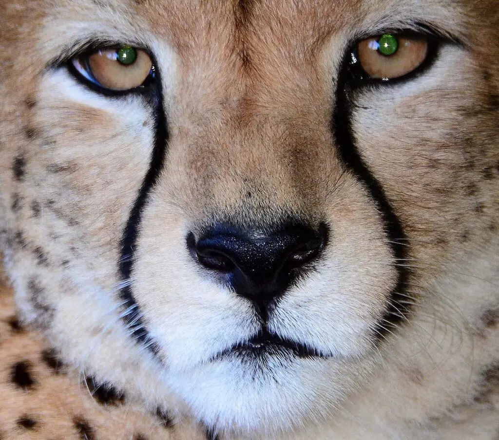 cheetah-lazy-lion-safaris-tanzania