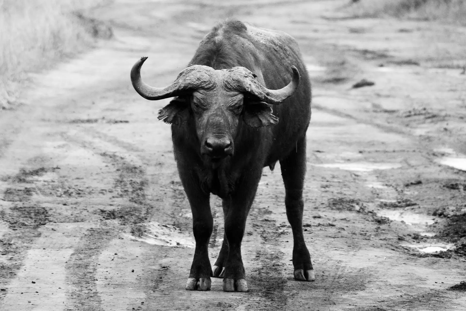 lazy-lion-safaris-tanzania