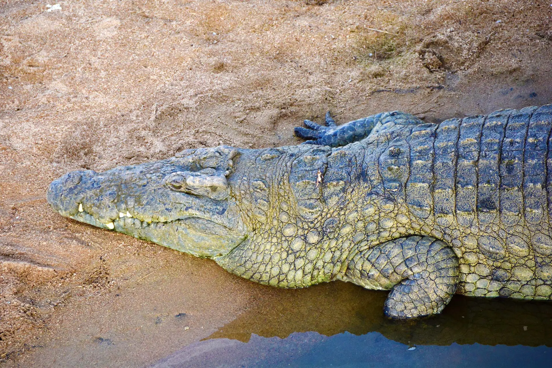 crocodile-ruaha-lazy-lion-safaris-tanzania