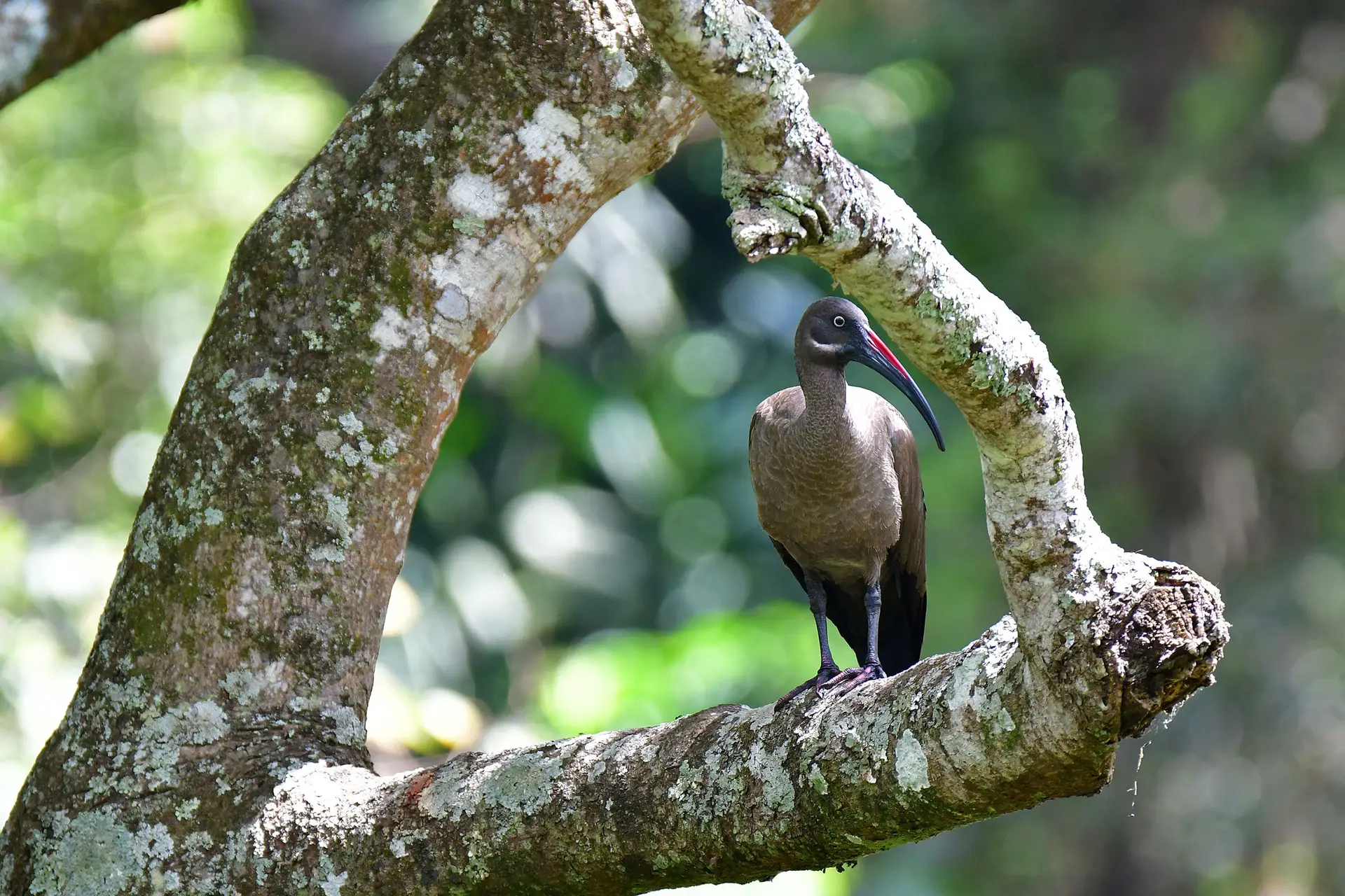 Ibis in Kibola bos, Tanzania