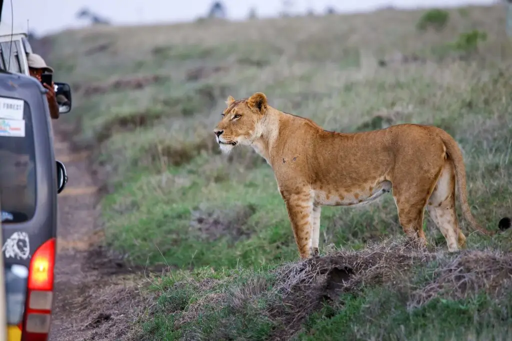 laekipia-kenya-lazy-lion-safaris-tanzania