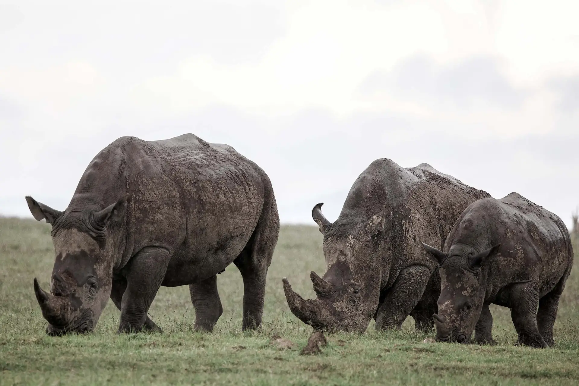 Neushoorns in Laikipia, Kenia tijdens game drive met LAZY LION SAFARIS