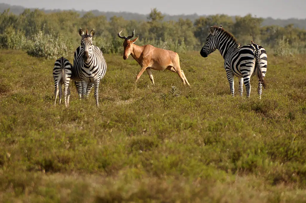hell's-gate-kenya-lazy-lion-safaris-tanzania