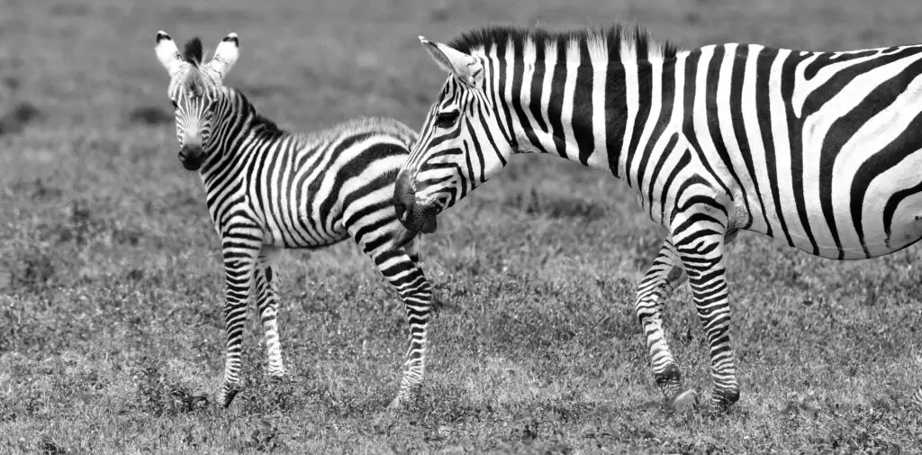 zebra-serengeti-lazy-lion-safaris-tanzania