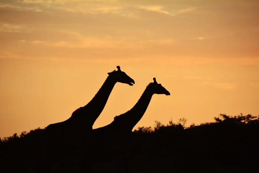 masai-mara-kenya-lazy-lion-safaris-tanzania