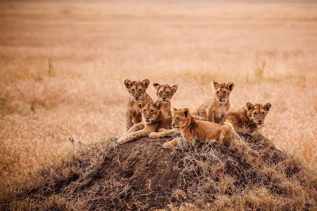 lion-cubs-serengeti-lazy-lion-safaris-tanzania