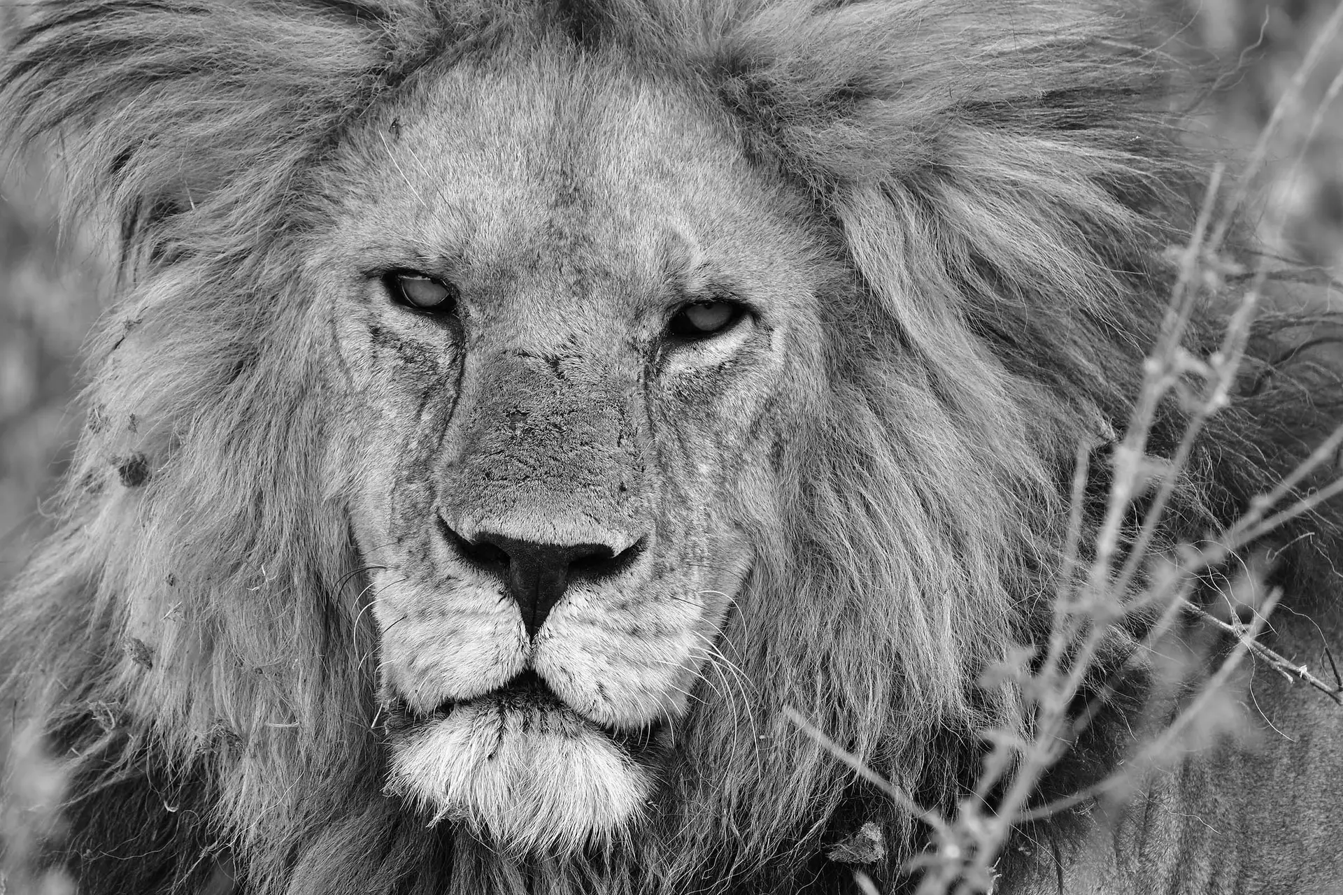 lion-king-tanzania-lazy-lion-safaris-tanzania