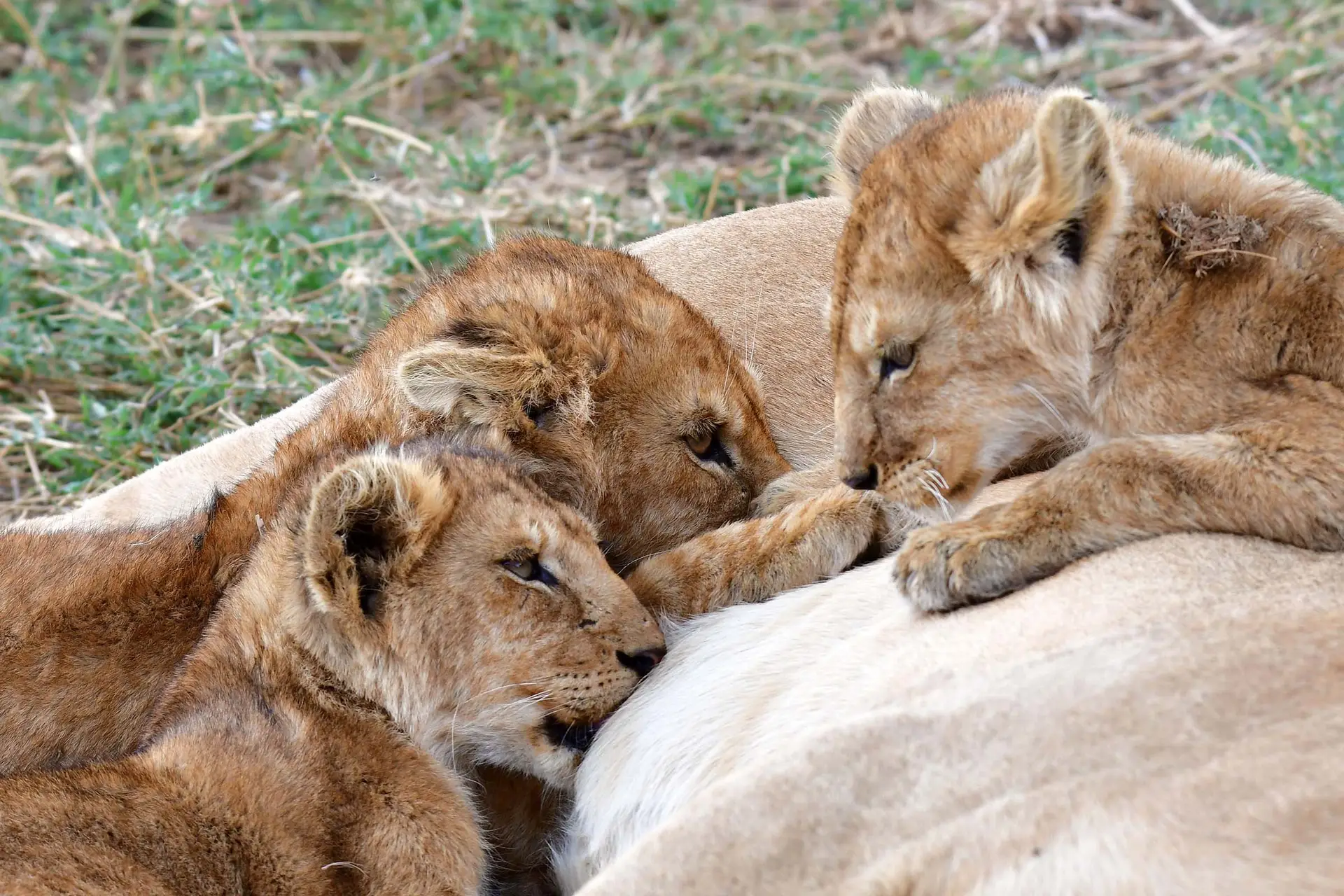 lion-cubs-tanzania-serengeti-lazy-lion-safaris-tanzania