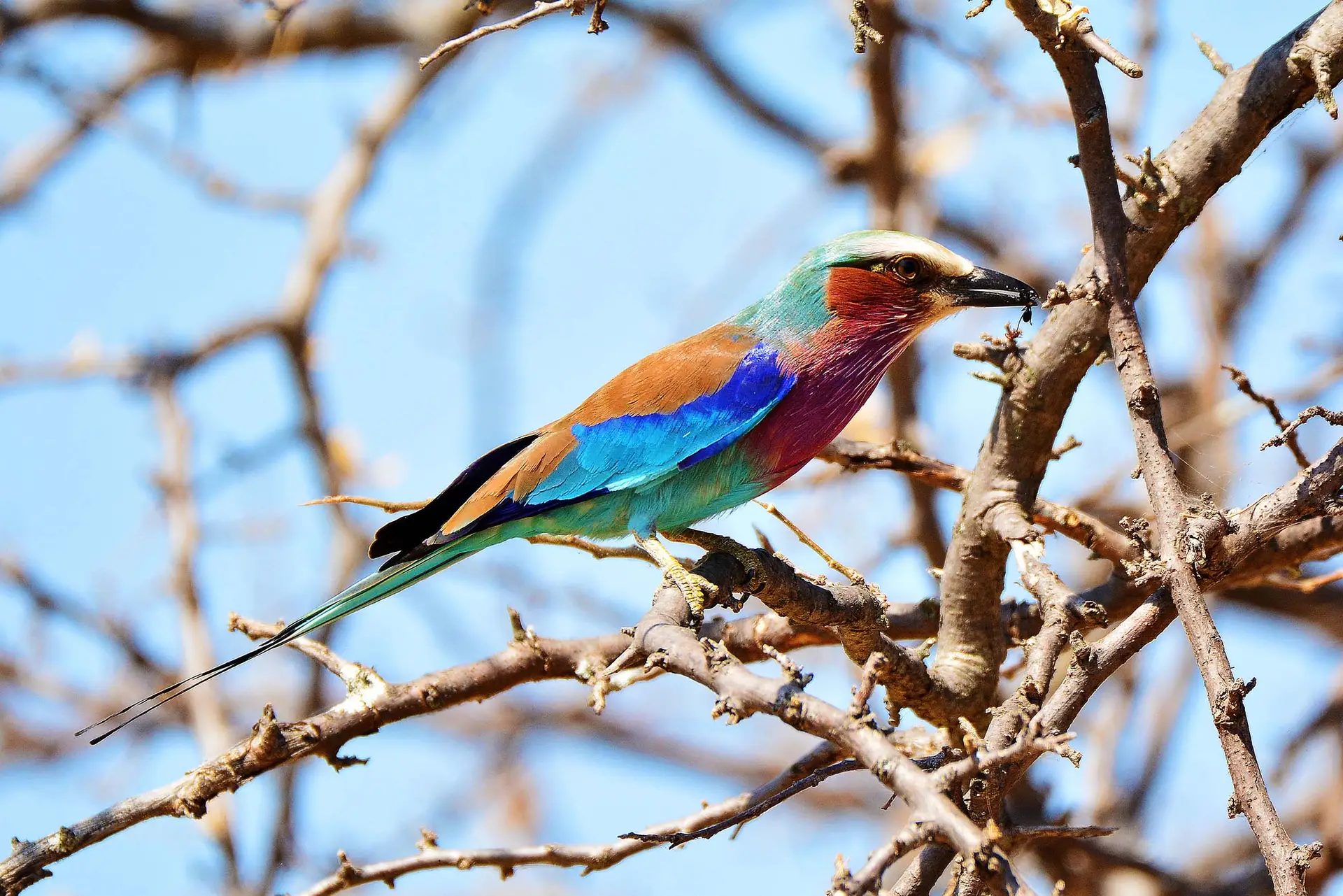 tarangire-lazy-lion-safaris-tanzania