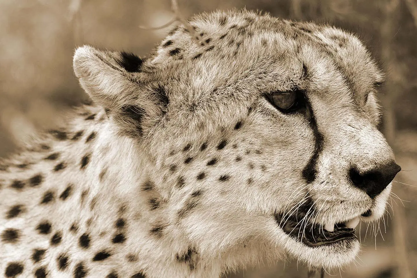Cheetah in Serengeti NP, Tanzania met LAZY LION SAFARIS