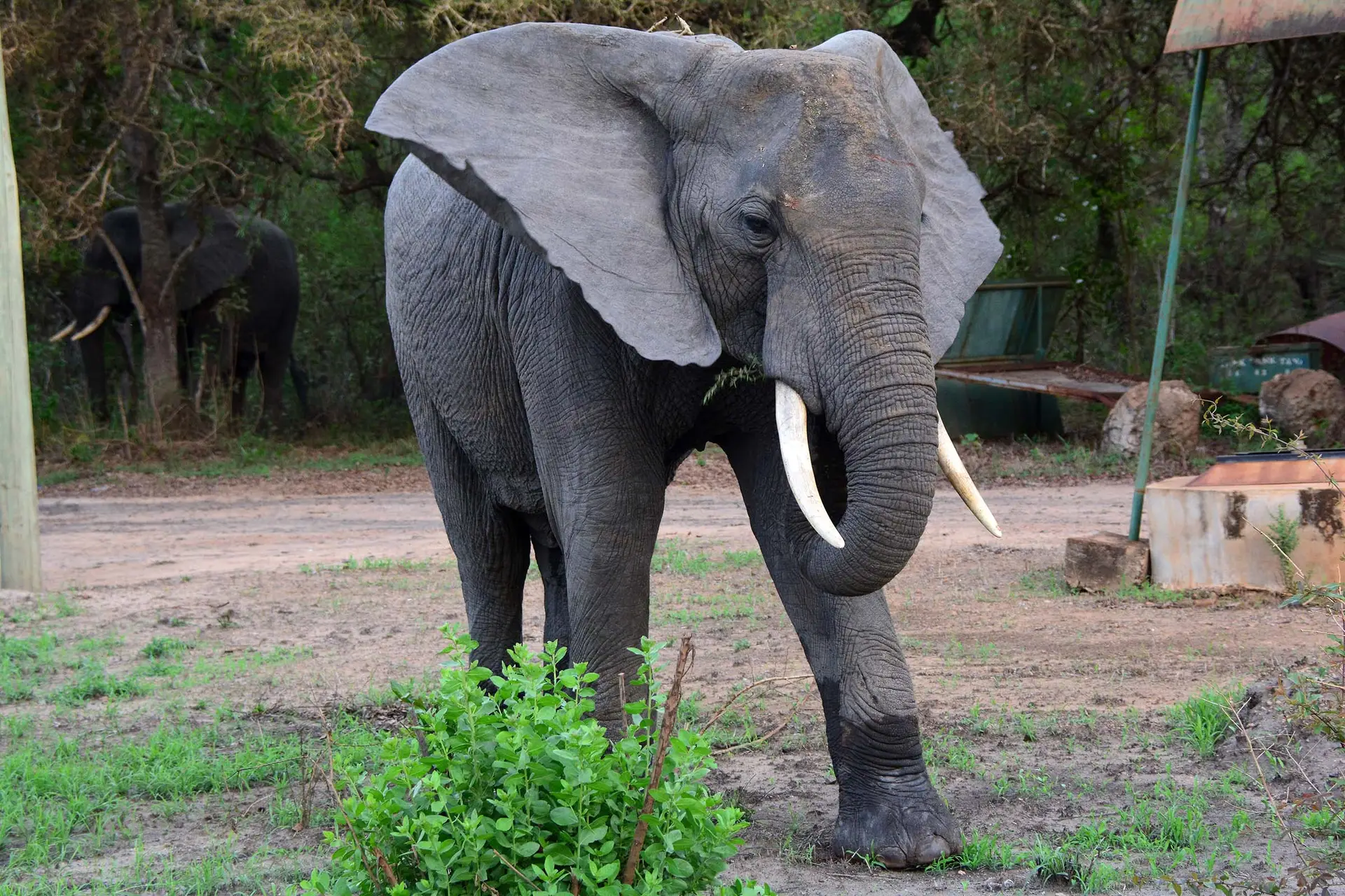 elephant-selous-lazy-lion-safaris-tanzania