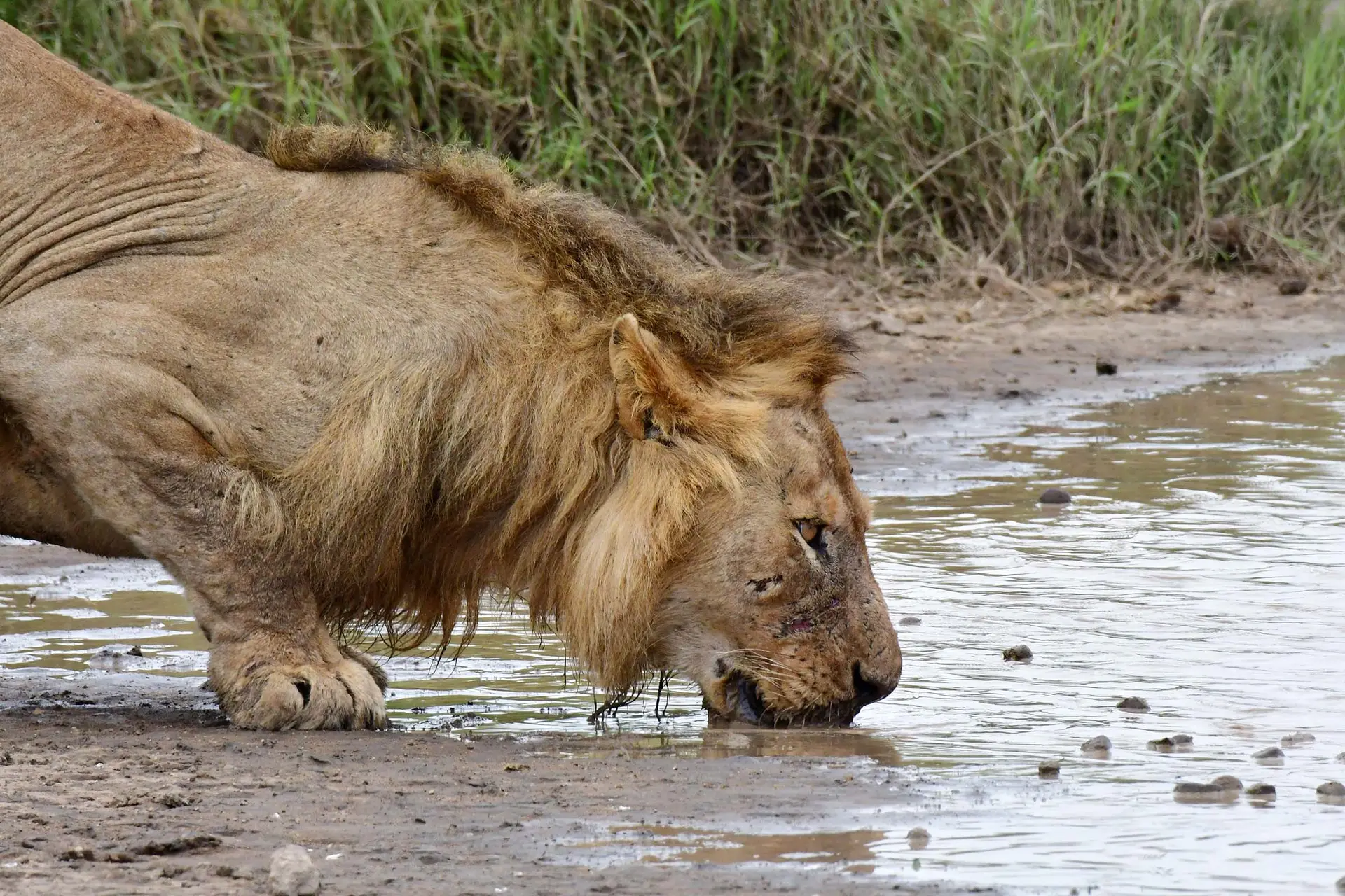 lion-serengeti-tanzania-lazy-lion-safaris