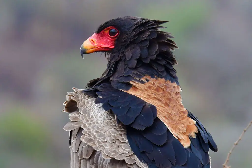 mkomazi-lazy-lion-safaris-tanzania