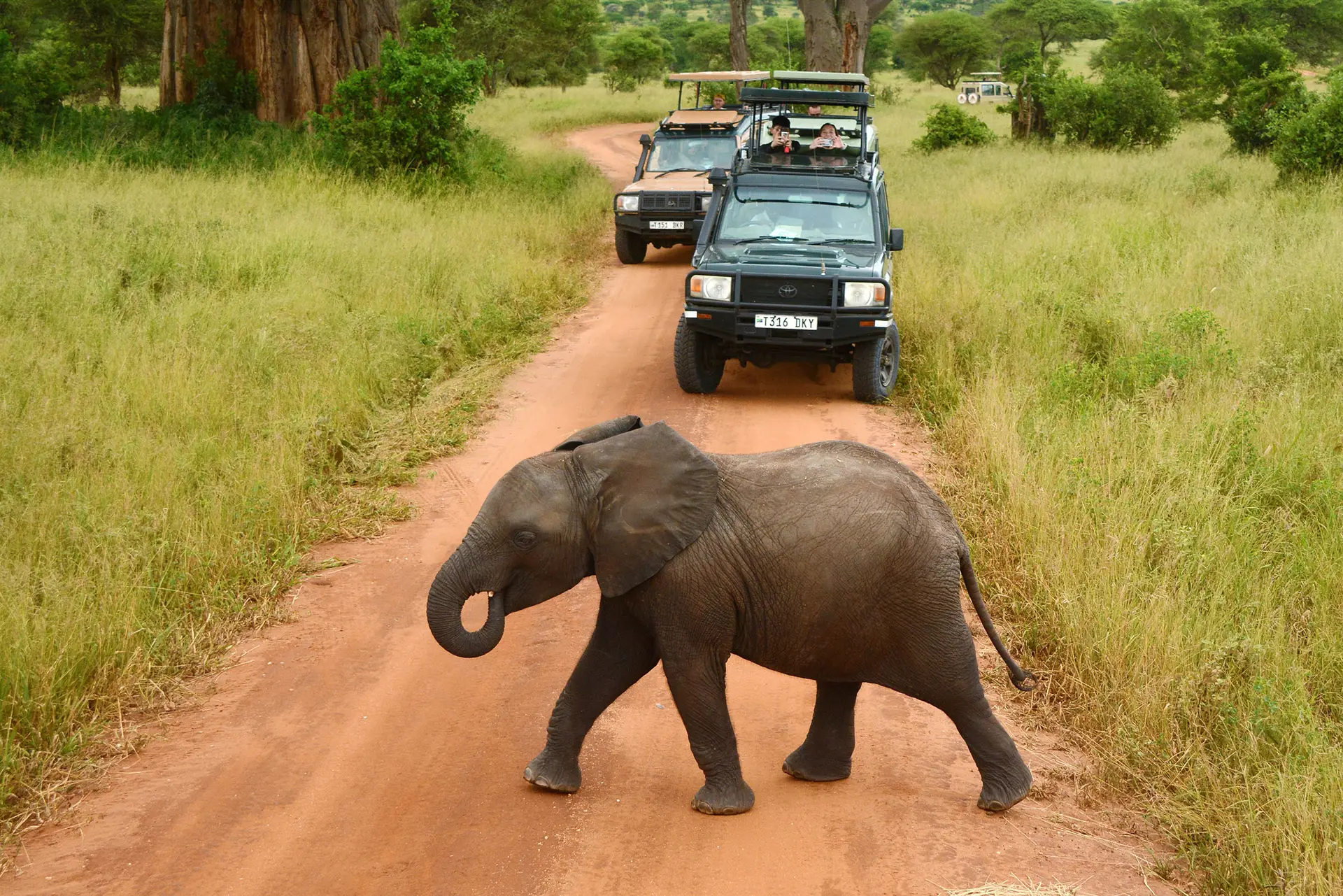 Kleine Olifant in Tarangire NP, Tanzania met LAZY LION SAFARIS