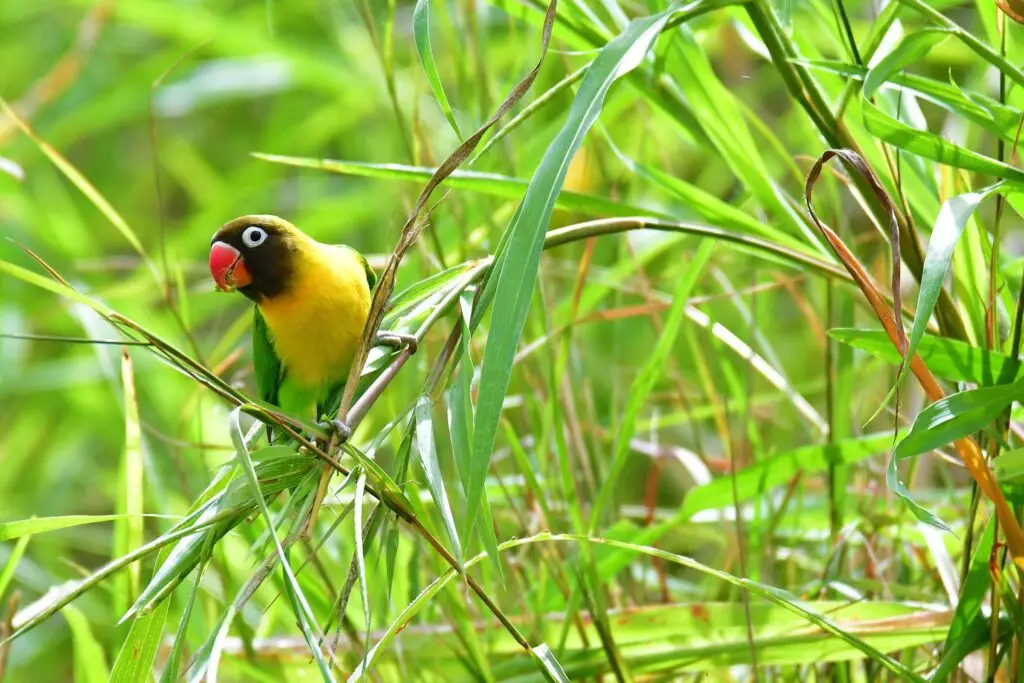lovebird-tarangire-lazy-lion-safaris-tanzania
