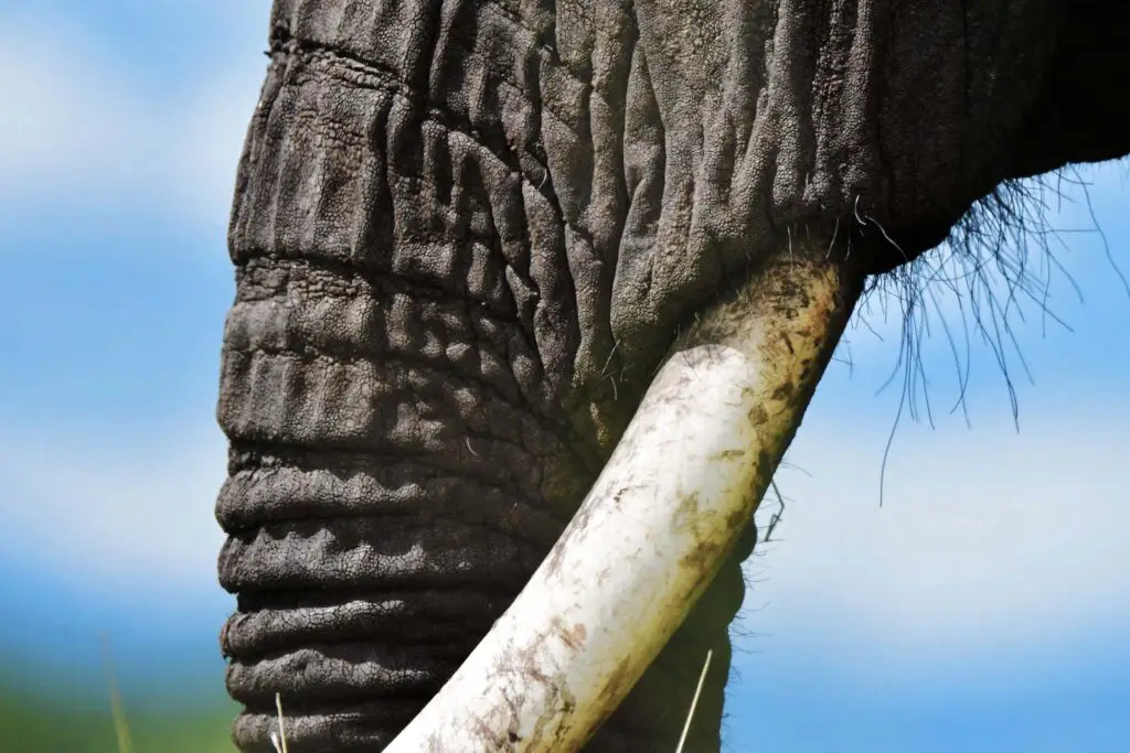 Olifant in Serengeti NP, Tanzania met LAZY LION SAFARIS