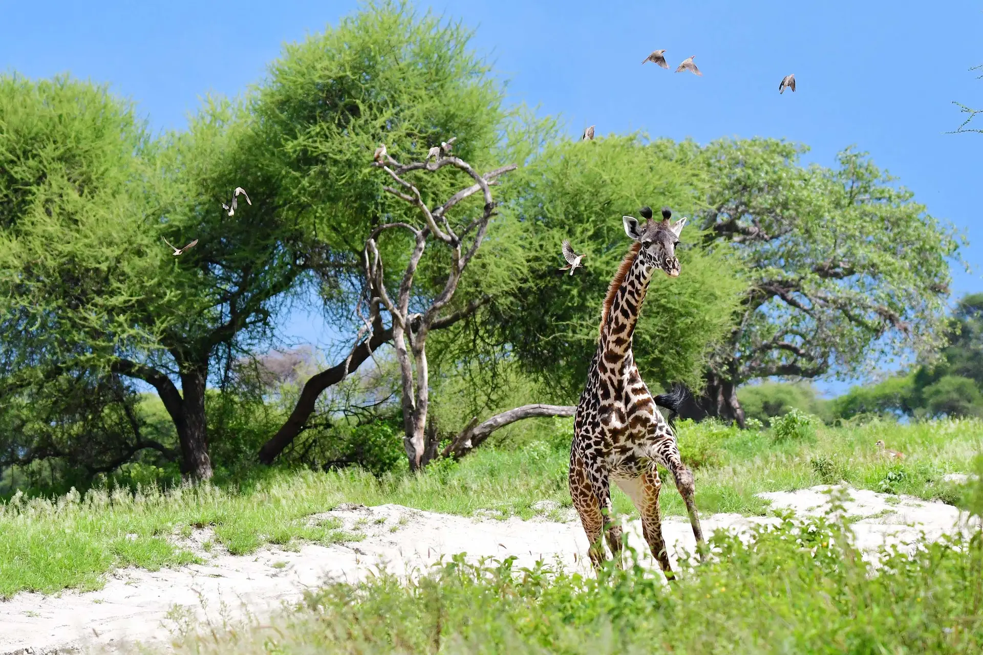 giraffe-tanzania-lazy-lion-safaris-tanzania