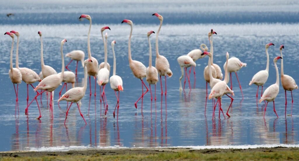 flamingo-lazy-lion-safaris-tanzania