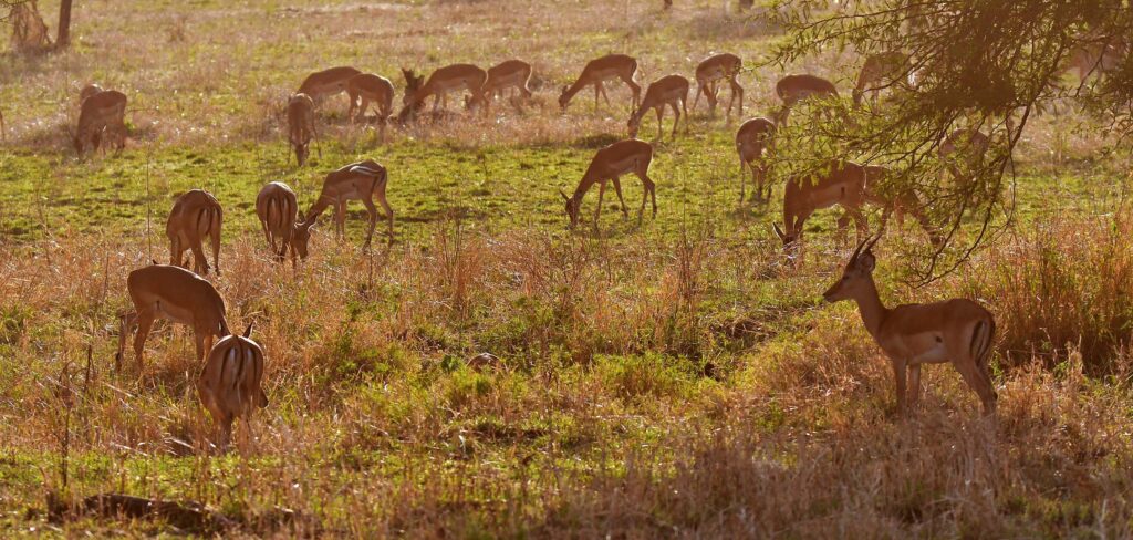 serengeti-lazy-lion-safaris-tanzania