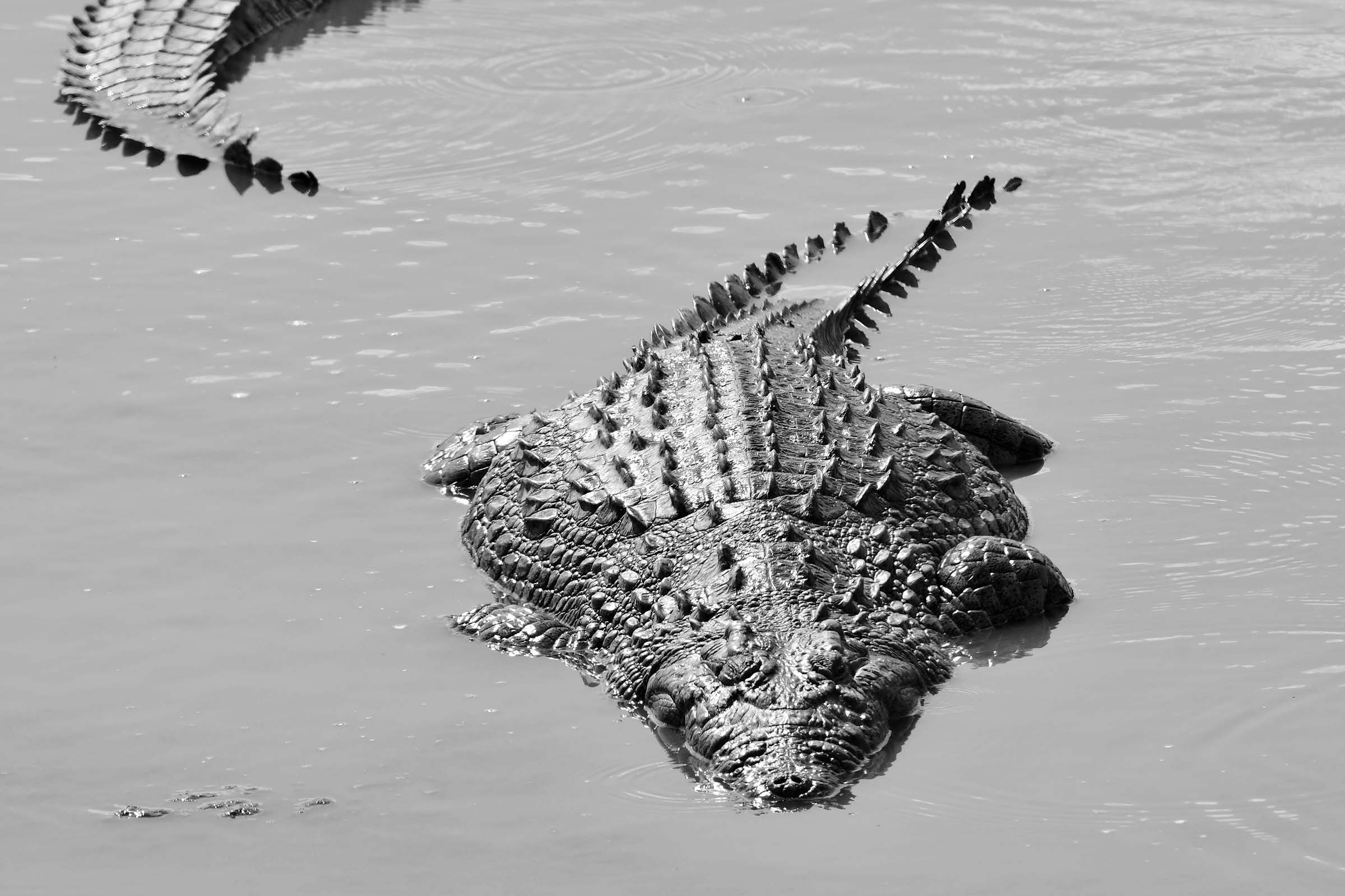 crocodille-lazy-lion-safaris-tanzania