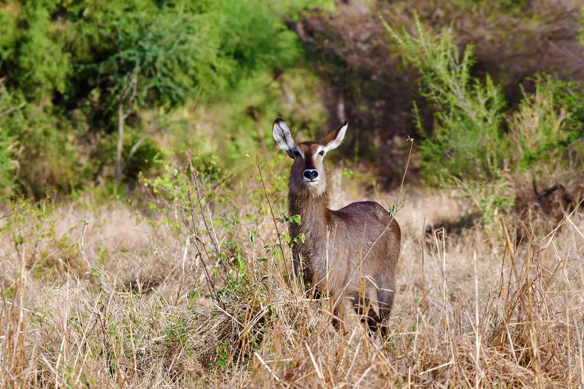 Randilen met lazy-lion-safaris in tanzania