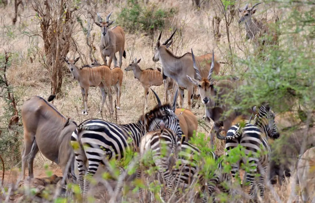 randilen-lazy-lion-safaris-tanzania