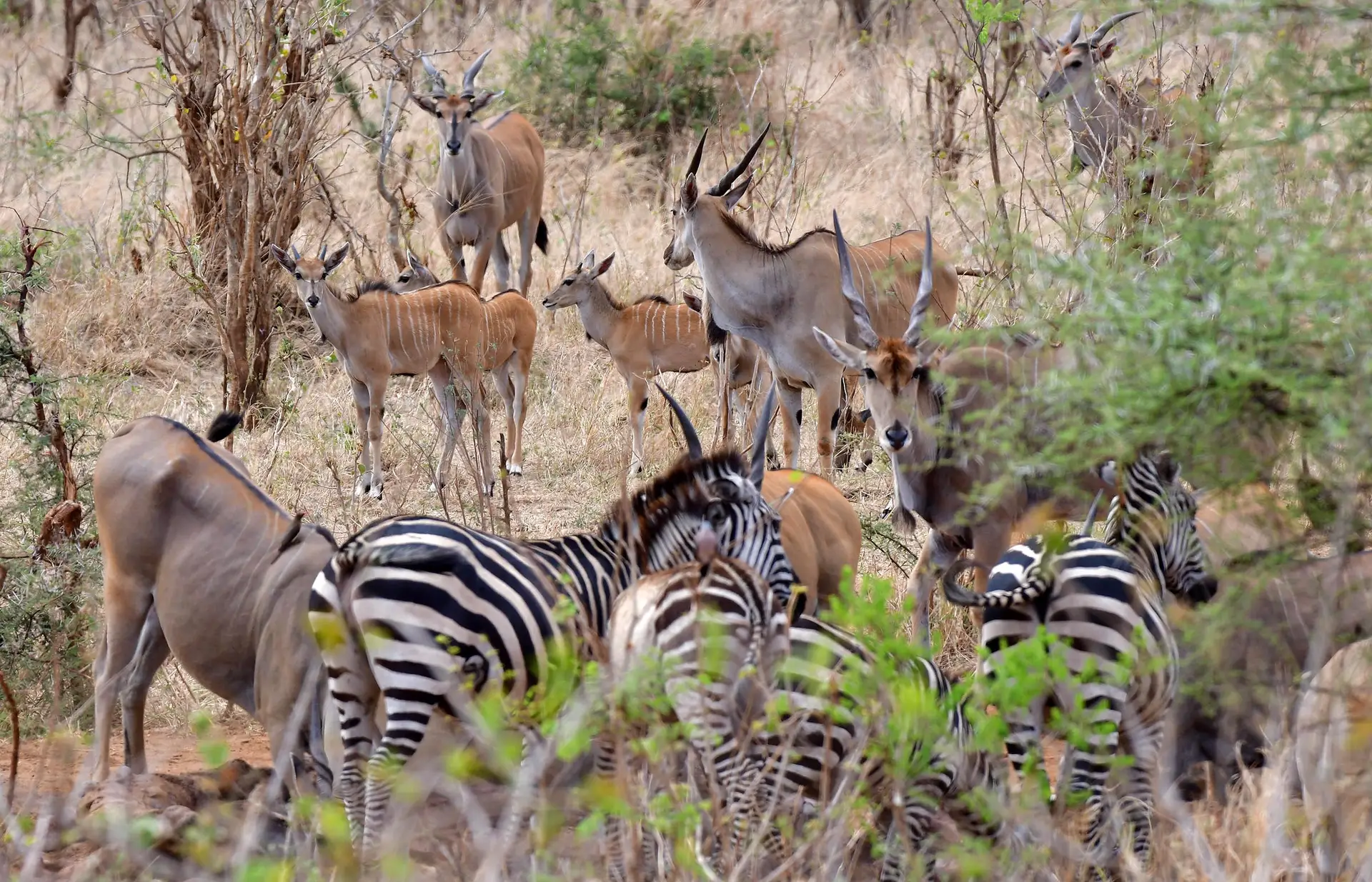randilen-lazy-lion-safaris-tanzania
