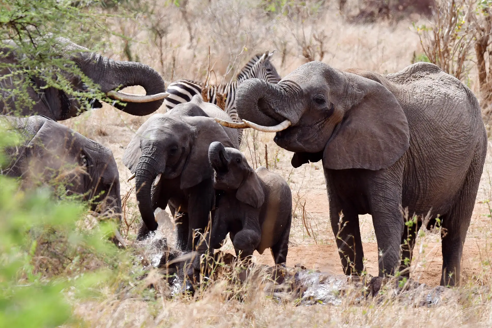 olfianten bij randilen-lazy-lion-safaris-tanzania