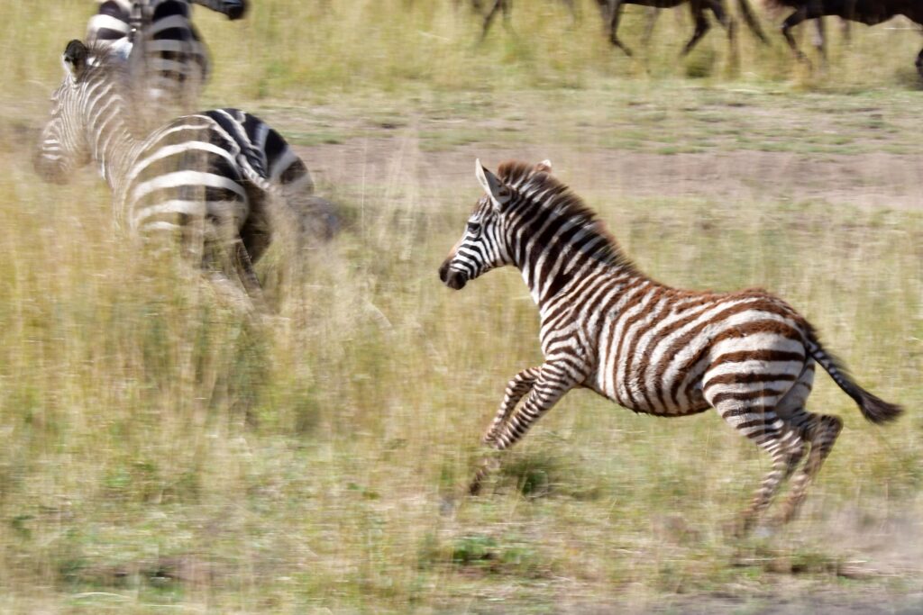 Zebra in Serengeti NP, Tanzania met LAZY LION SAFARIS