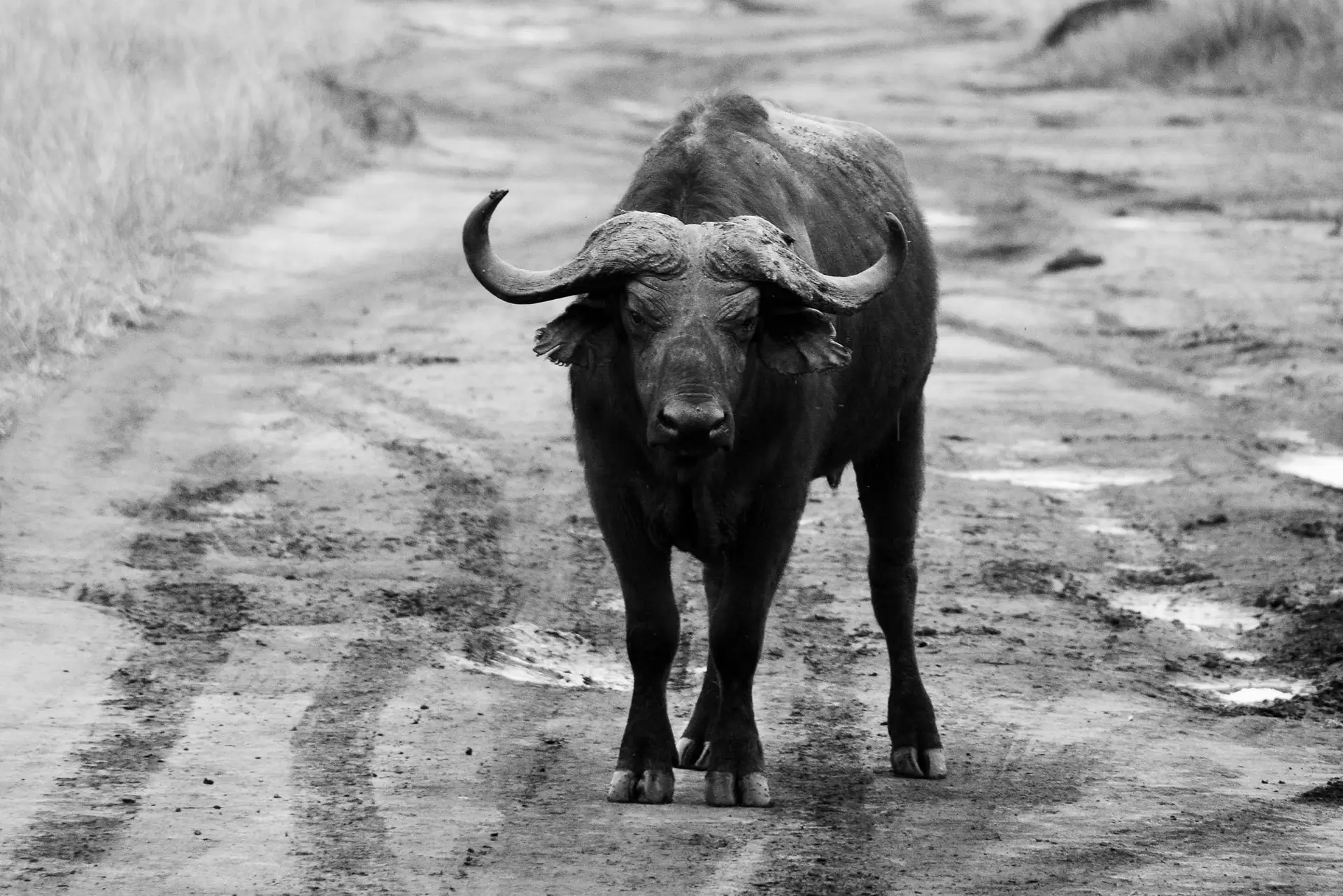 Kaapse buffel tijdens safari met LAZY LION SAFARIS in Queen Elisabeth NP, Oeganda