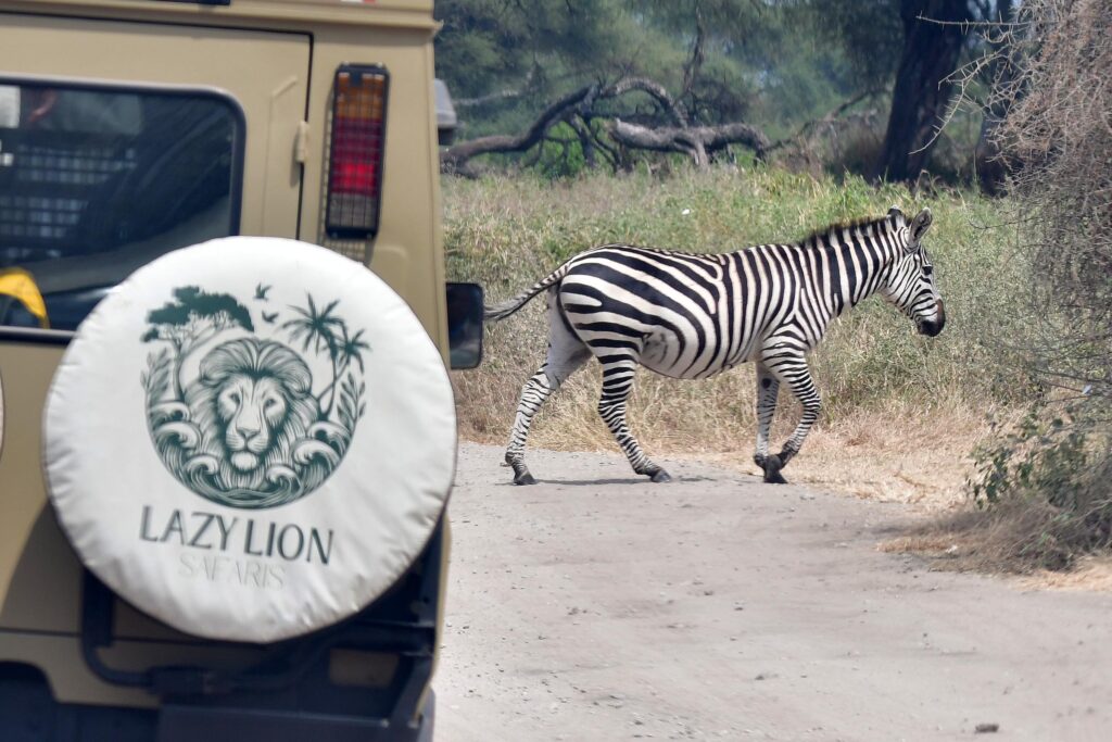 lazy-lion-safaris-tanzania