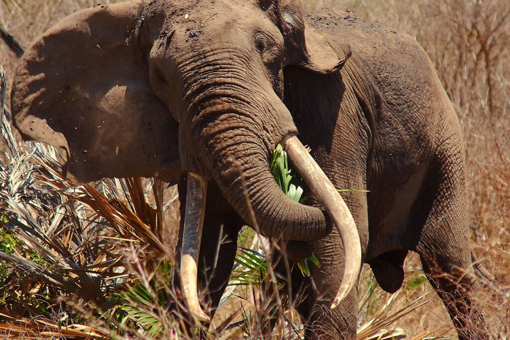 olifant in Nyerere NP, Tanzania met LAZY LION SAFARIS