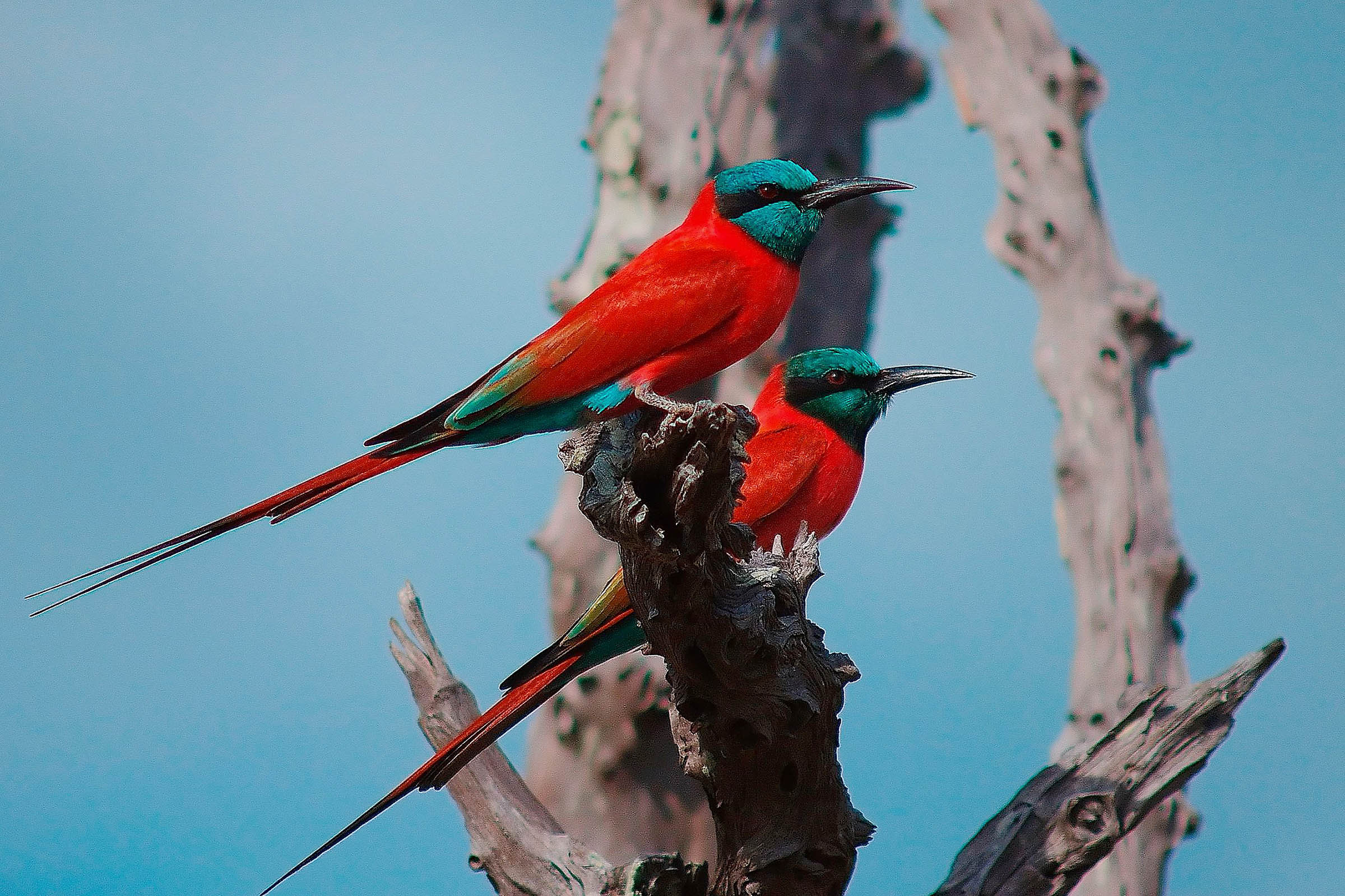nyerere-selous-tanzania-lazy-lion-safaris