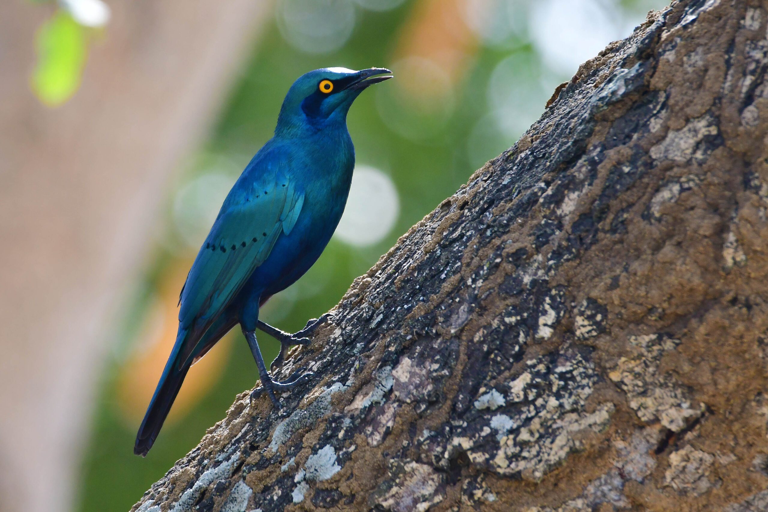 lazy-lion-safaris-tanzania