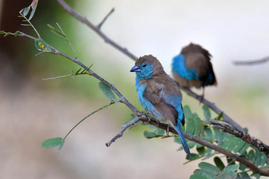 birding in Mikumi NP, Tanzania met LAZY LION SAFARIS