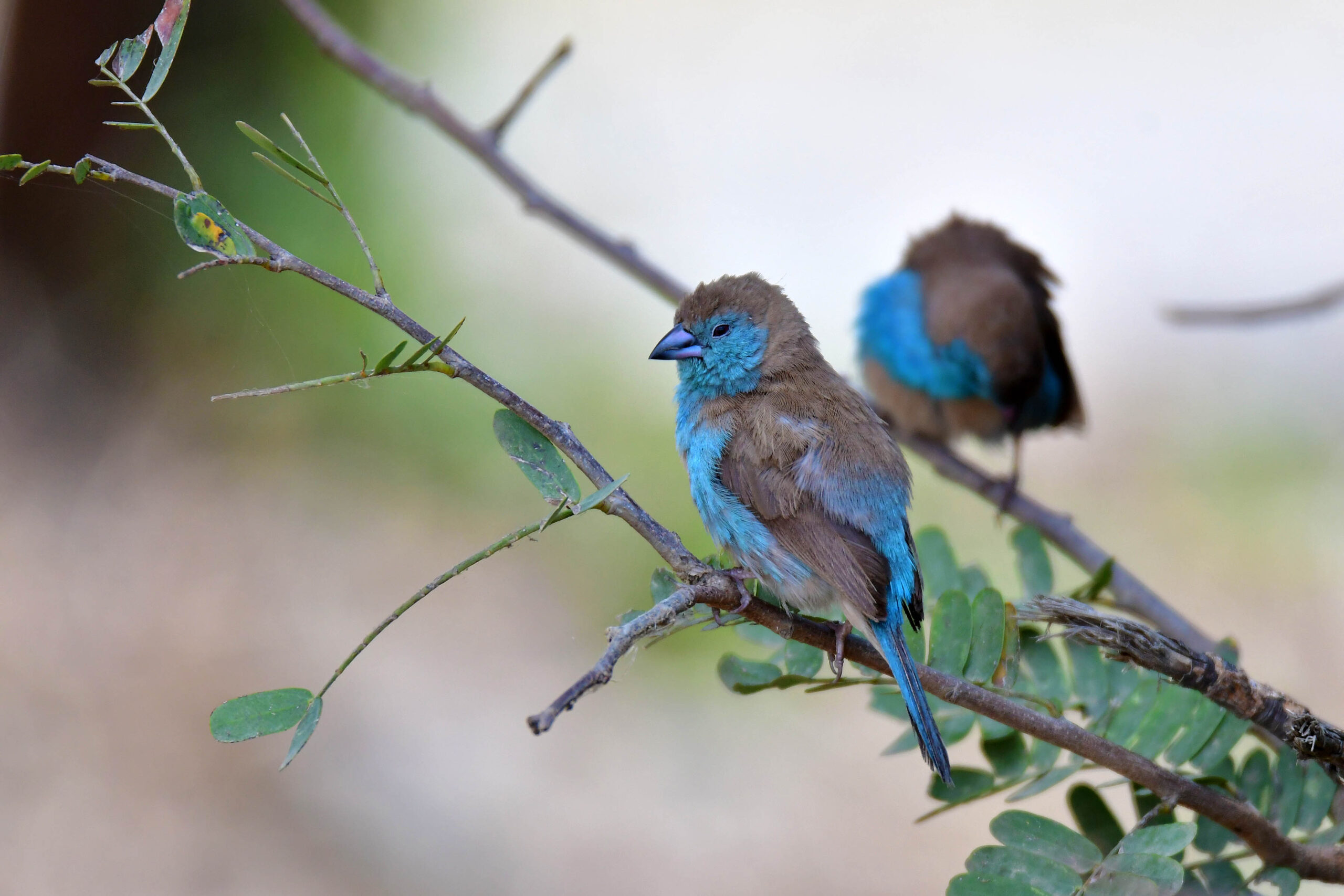 lazy-lion-safaris-tanzania