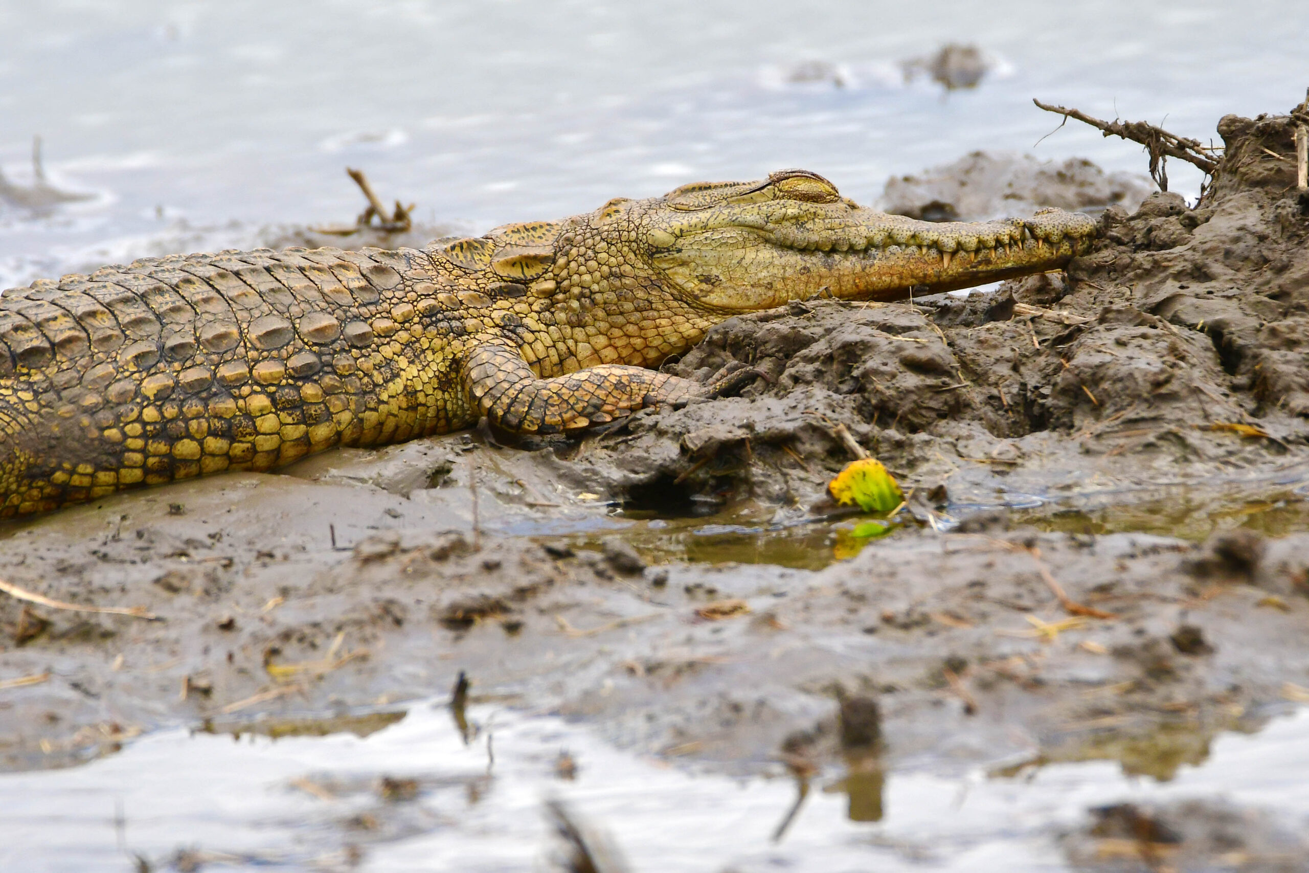 lazy-lion-safaris-tanzania