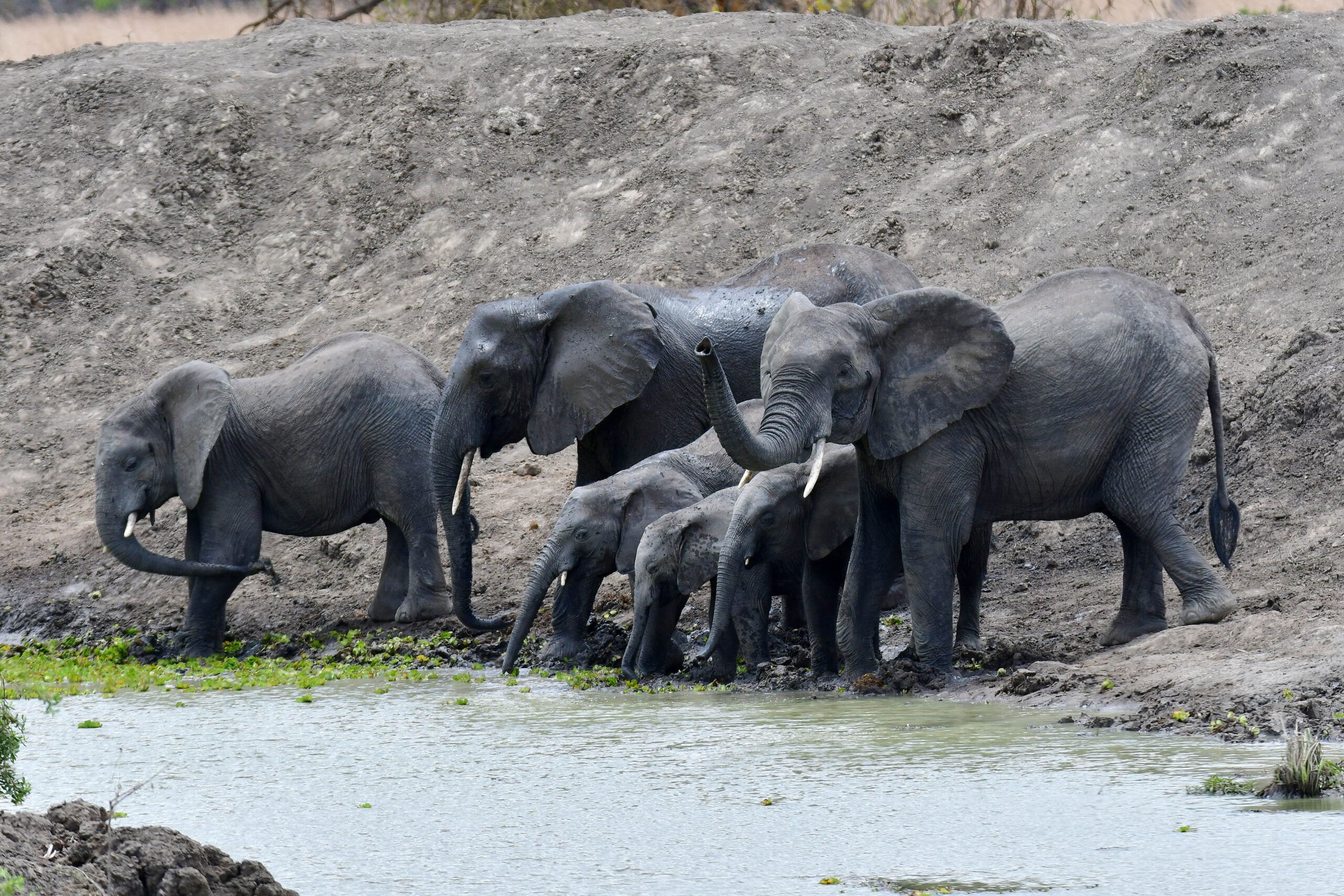 mikumi-tanzania-lazy-lion-safaris