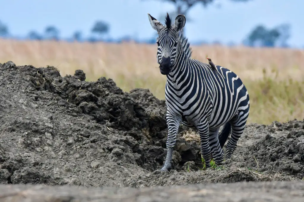 Zebra in Mikumi NP, Tanzania met LAZY LION SAFARIS