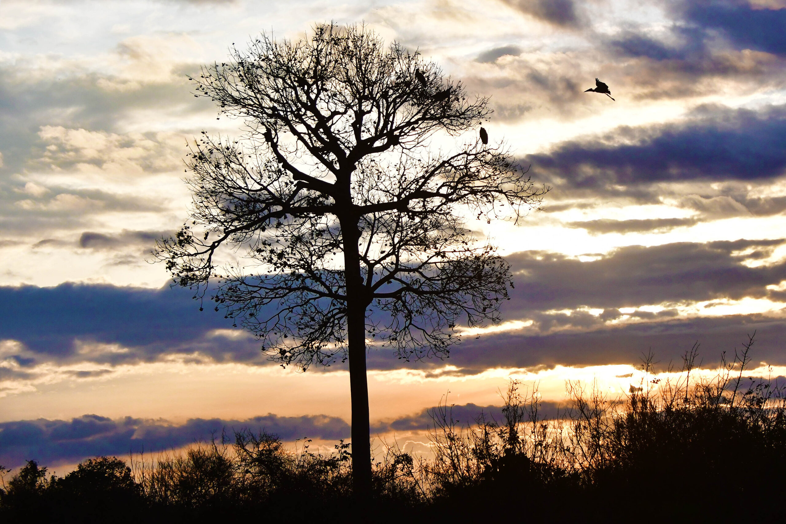 mikumi-tanzania-lazy-lion-safaris
